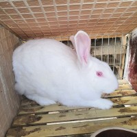 先養(yǎng)后結(jié)賬 免費(fèi)教新西蘭種兔養(yǎng)殖技術(shù) 買(mǎi)新西蘭兔苗免費(fèi)運(yùn)輸
