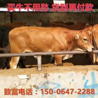 先養(yǎng)后付款在線(xiàn)咨詢(xún)魯西黃牛肉牛犢價(jià)格買(mǎi)利木贊牛犢免費(fèi)運(yùn)輸?shù)郊? onmouseover=