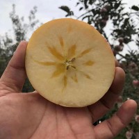 產地直發(fā)山西紅富士蘋果 冰糖心應季新鮮水果批發(fā)膜袋冰糖心蘋果
