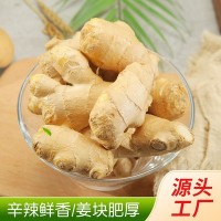 食用姜把風干姜 出口品質(zhì)月子姜 廠家供應批發(fā)整斤裝大姜 5斤裝