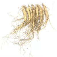 現賣現挖 新鮮人參帶土 1元一根 100根包郵！