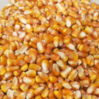 自然水風干玉米粒，雞鴨鵝專用玉米