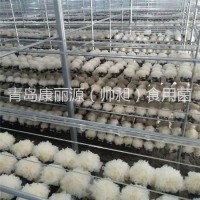 青島康麗源出口銀耳菌棒，銀耳菌包（日本雪耳）