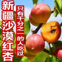 新疆小紅杏吊干杏鮮杏純甜一杏兩吃新鮮應(yīng)季水果一件代發(fā)/落地配