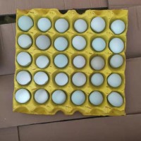 精品小綠殼蛋，凈重30-35斤，日撿日發(fā)