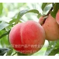 黃桃，平谷產地直發大桃，黃桃批發，代收