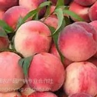 平谷大桃24號,土特產禮品盒，平谷大桃采摘園，批發大桃