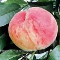 平谷大桃26號，平谷原產地直發，7月份成熟粘核、半離核