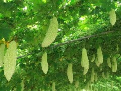 苦瓜增產秘籍:從田間到餐桌的豐收密碼