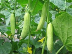 從種子到餐桌：手把手教你種出脆嫩多汁的黃瓜