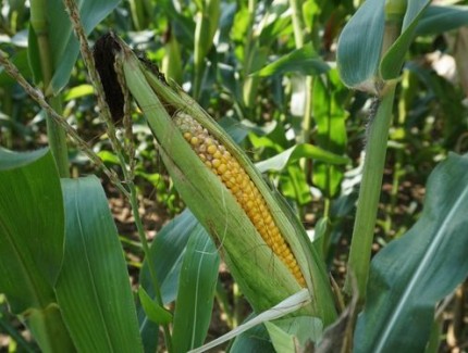 大雨過后，玉米褐斑病怎么辦？如何防治？