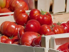 大棚種植西紅柿,如何管控病蟲害問題?