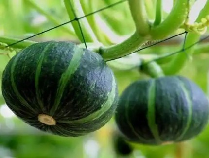 種植南瓜如何進行整枝打杈？