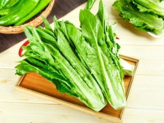 種植油麥菜的最佳時(shí)間！選對種植時(shí)間，油麥菜才能高產(chǎn)！